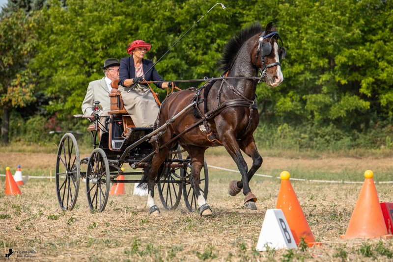 Compétion d'attelage d'Alixan