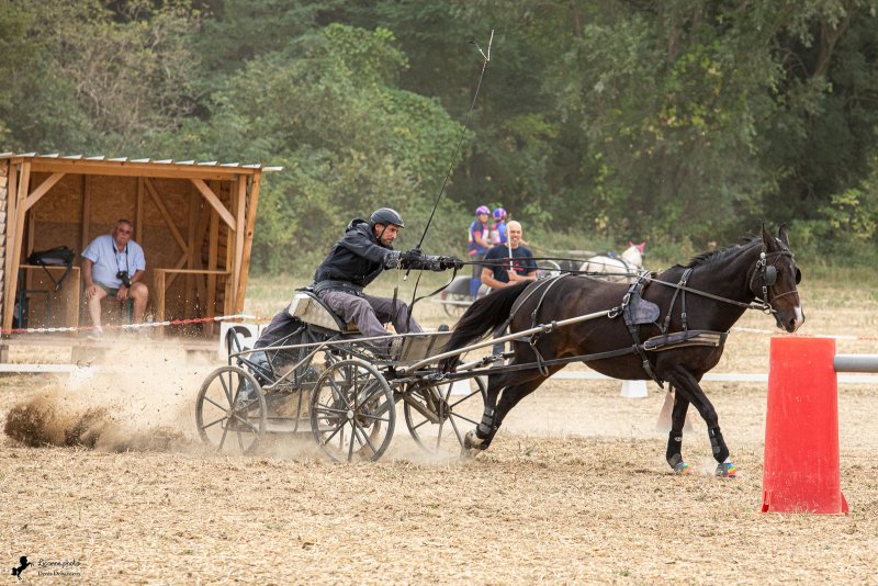 Compétion d'attelage d'Alixan