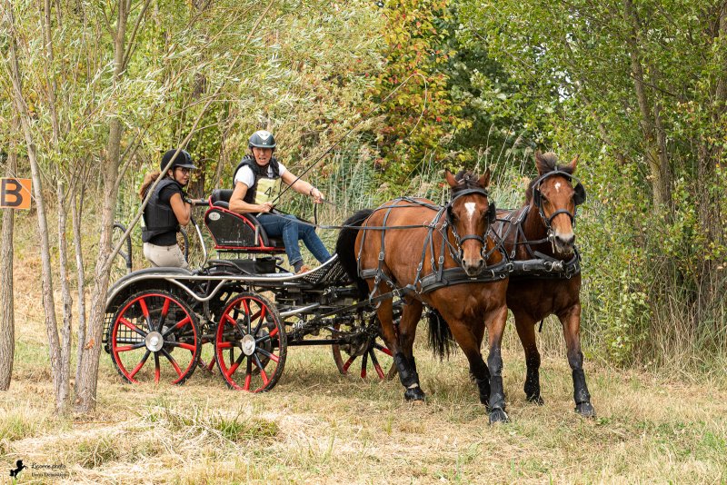 Compétion d'attelage d'Alixan