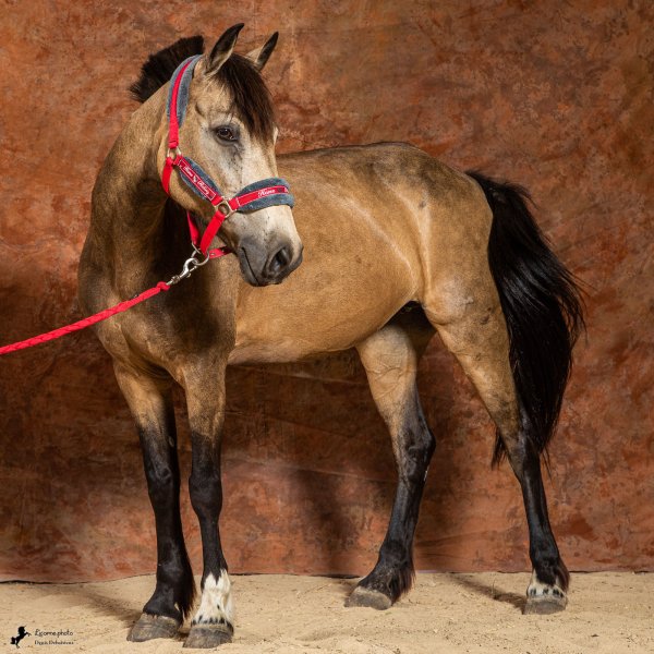 Au studio photo de la licorne
