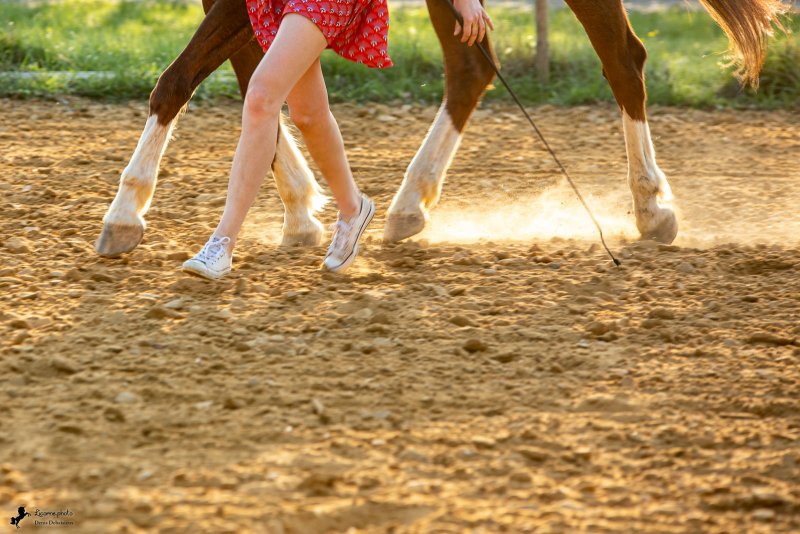 Séance cavalière cheval