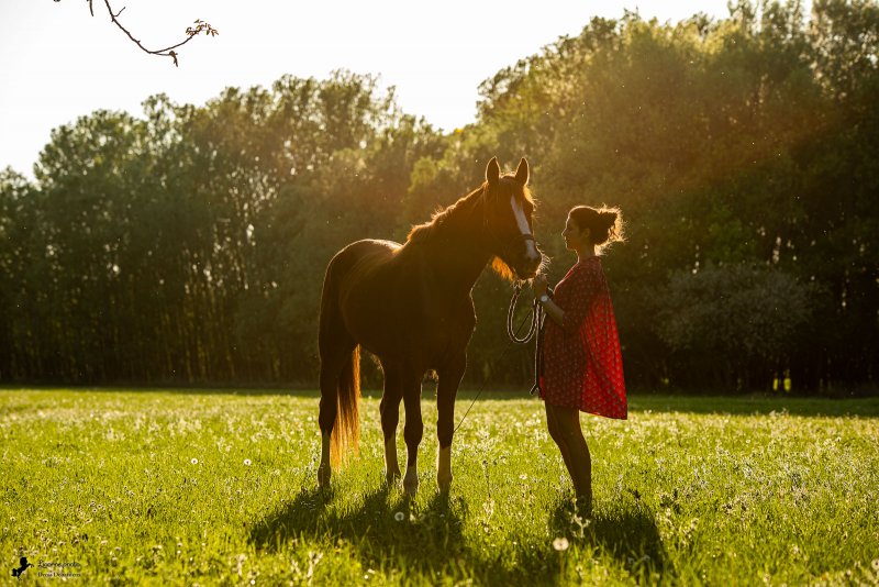 Séance cavalière cheval