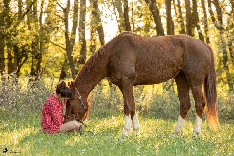 Séance cavalière cheval