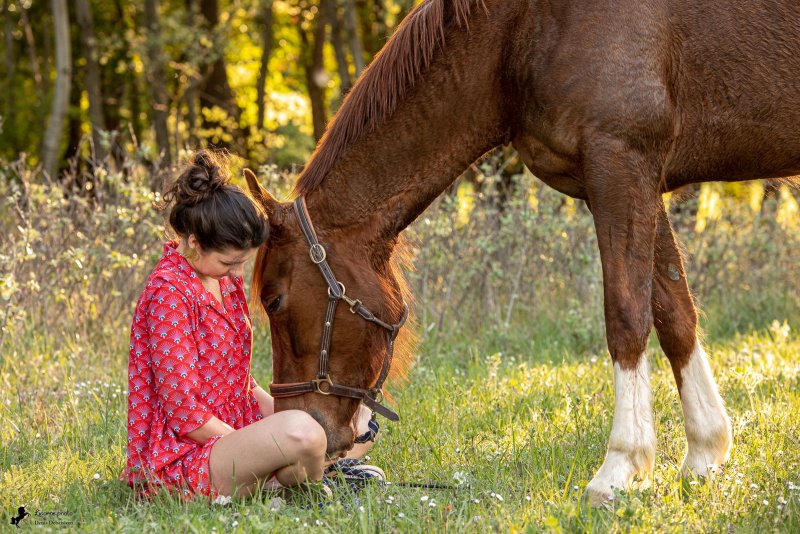 Séance cavalière cheval
