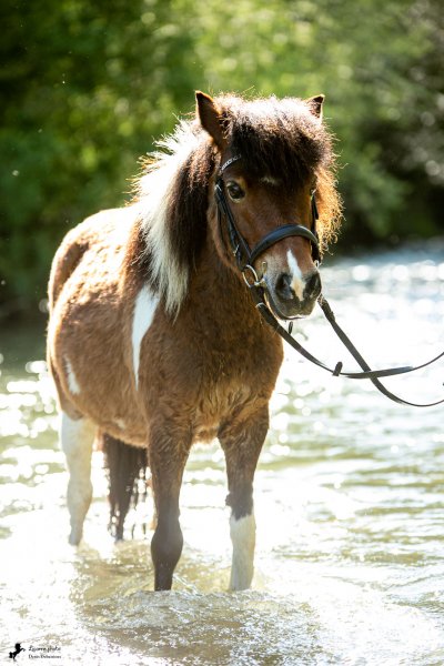 Photo de poney