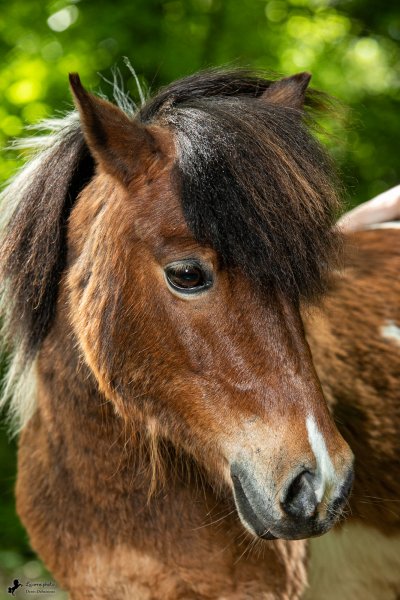 Photo de poney