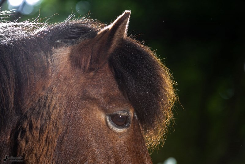Photo de poney