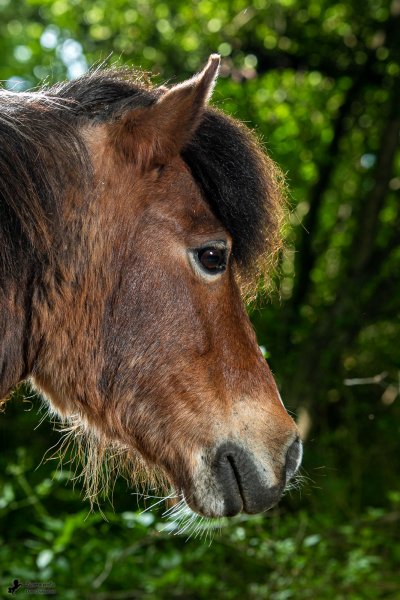Photo de poney