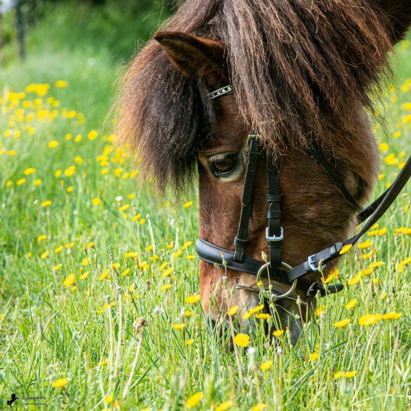 Photo de poney