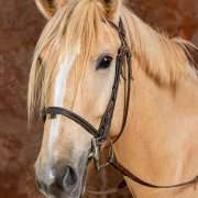 Studio photo équin Studio photo équin