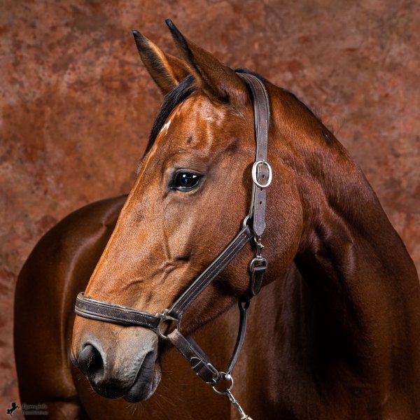 cheval en beauté
